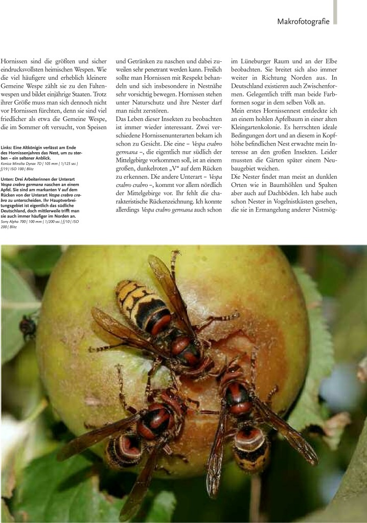 46-51 Haase Hornissen(2) Zeitschrift Natur-1