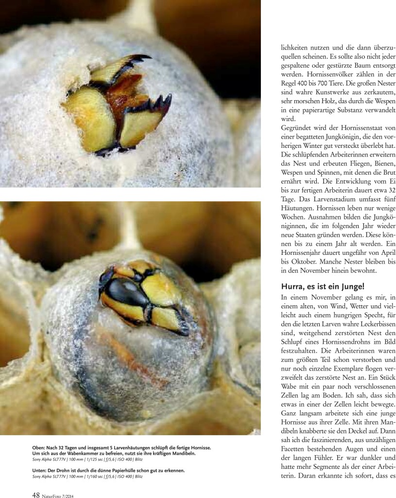 46-51 Haase Hornissen(2) Zeitschrift Natur-2