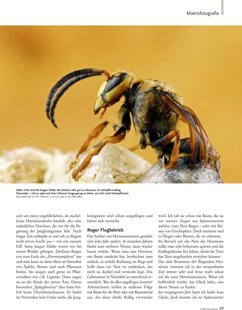 46-51 Haase Hornissen(2) Zeitschrift Natur-3