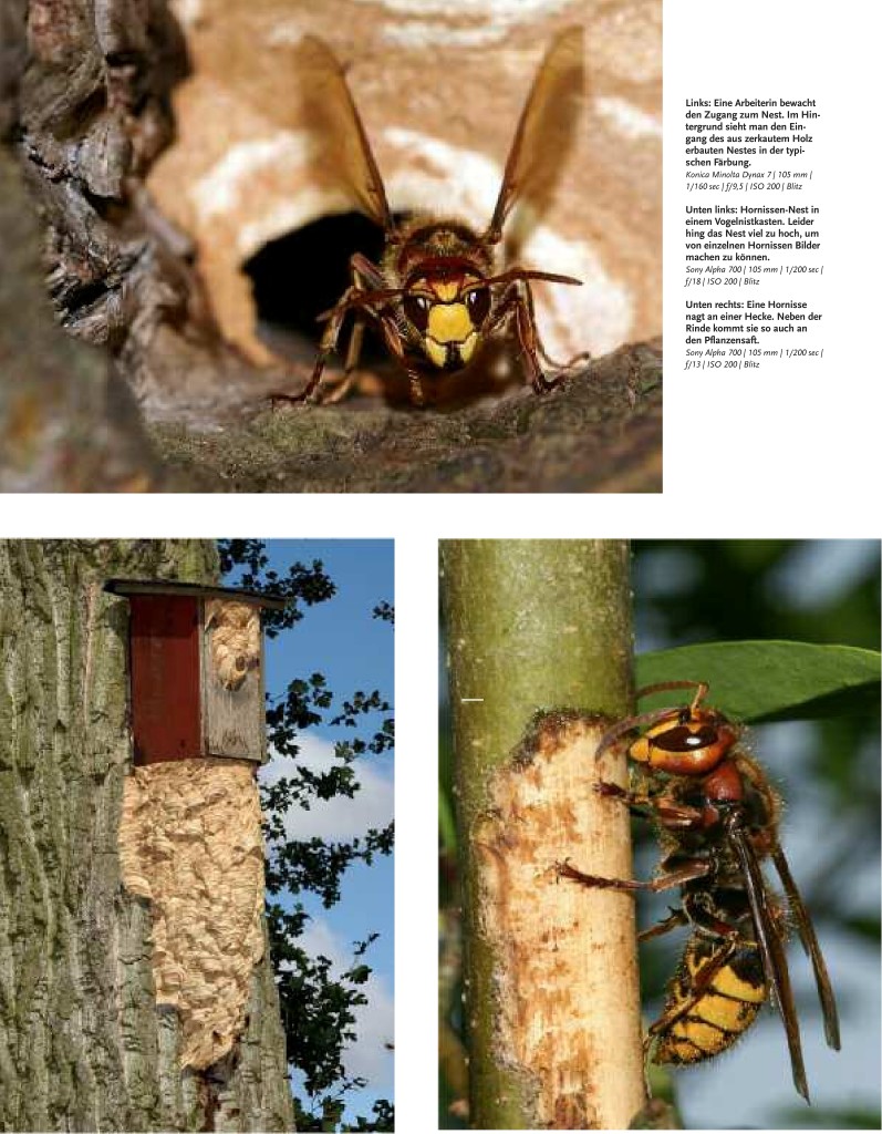 46-51 Haase Hornissen(2) Zeitschrift Natur-4