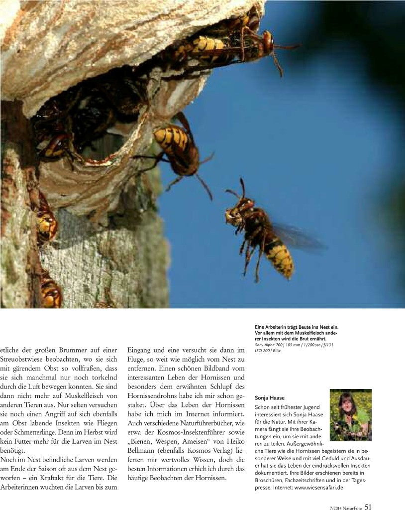 46-51 Haase Hornissen(2) Zeitschrift Natur-5