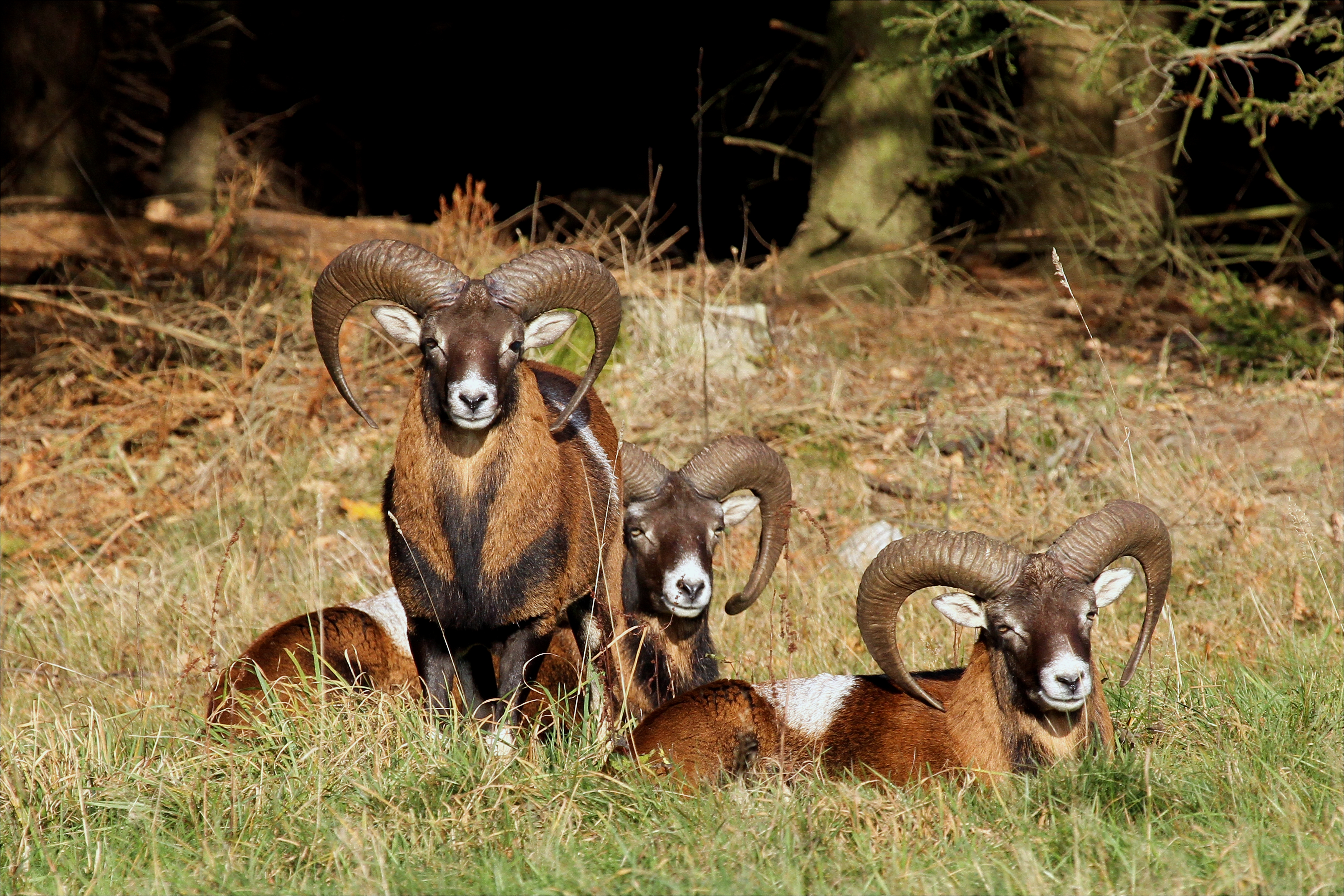 Kapitale Widder Mufflons Wiesensafari