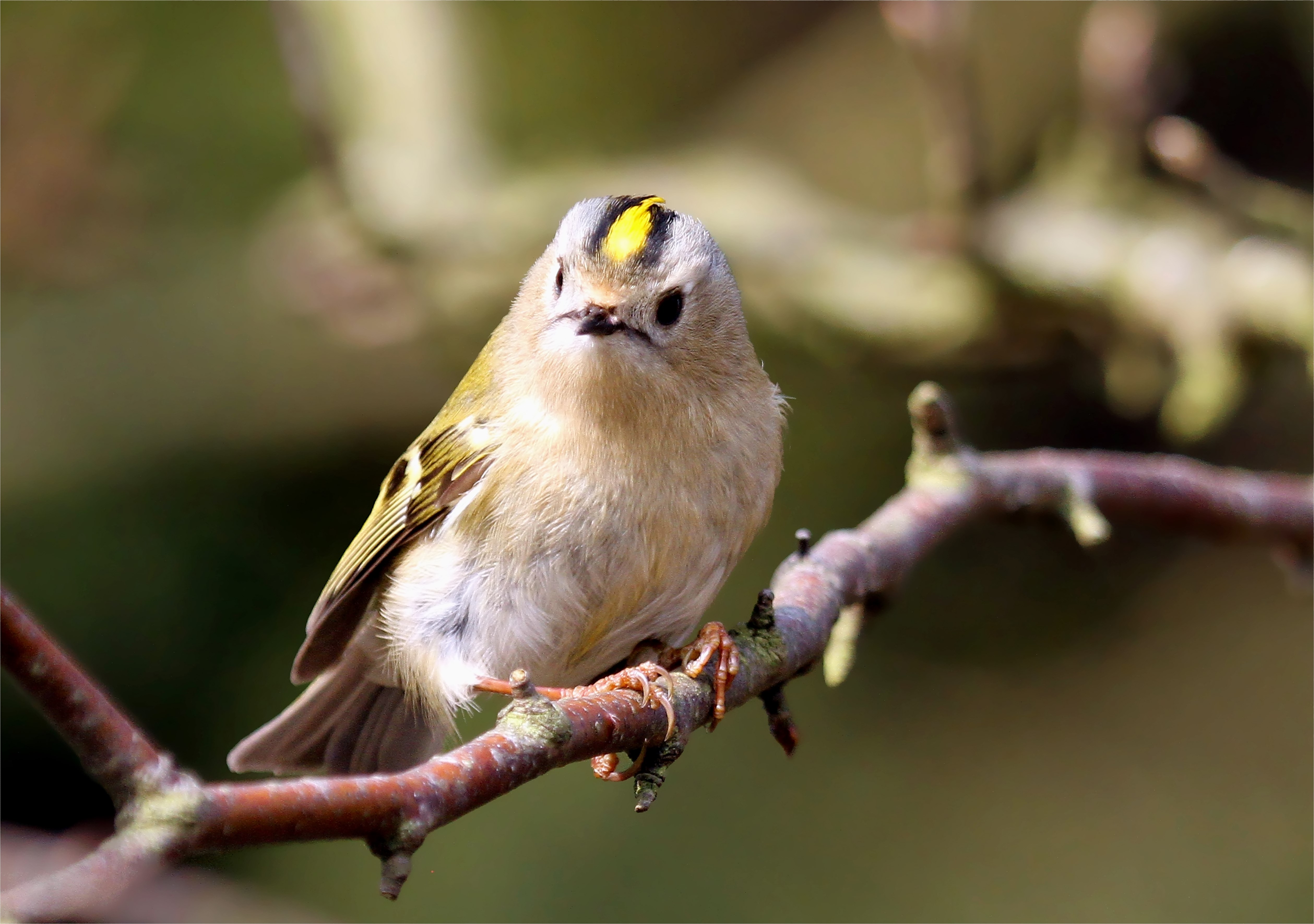 Kleinster Vogel Europas Wintergoldhähnchen Wiesensafari