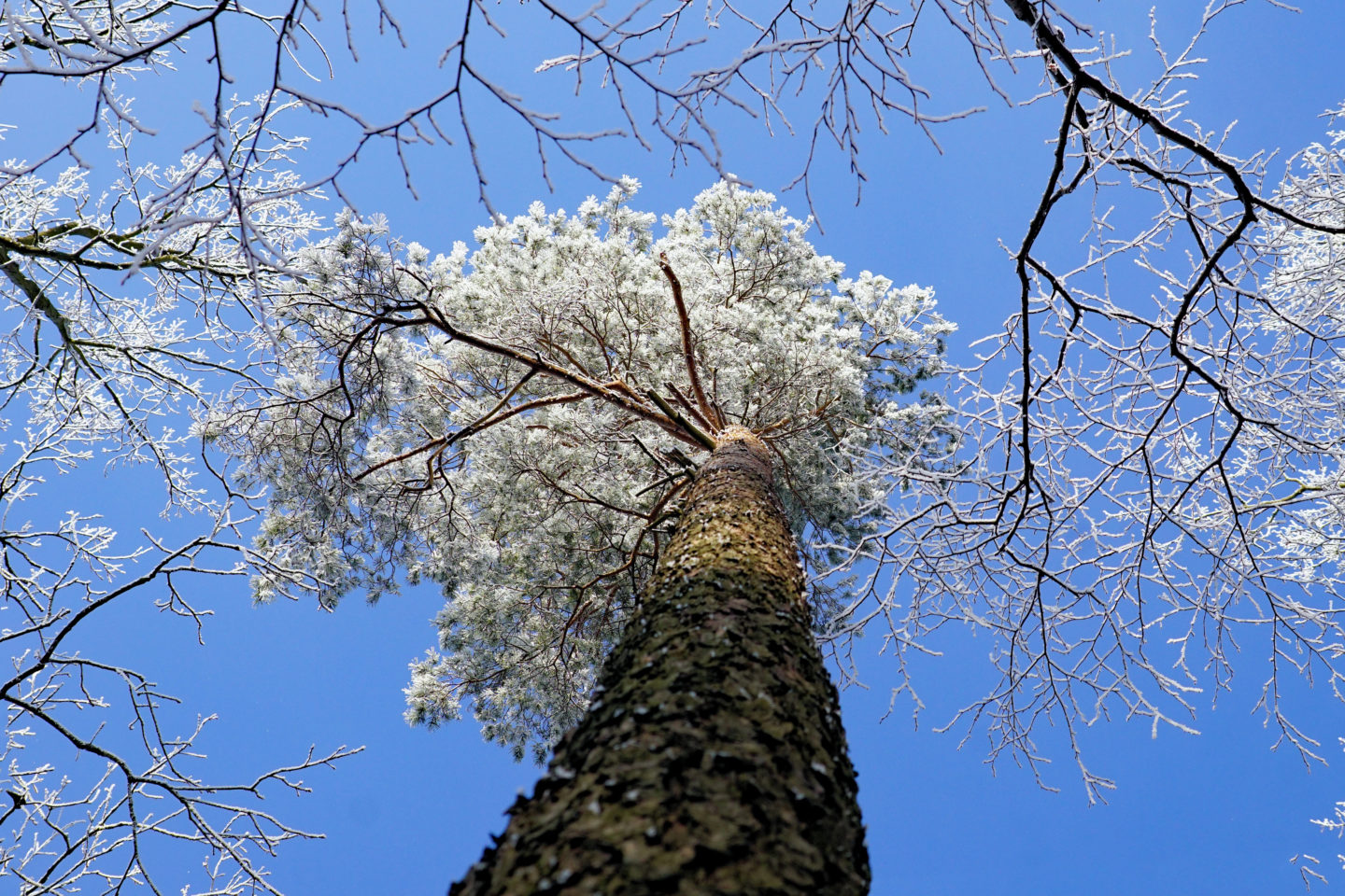 DSC02554Winterwunderland Baum von unten Wiesensafari